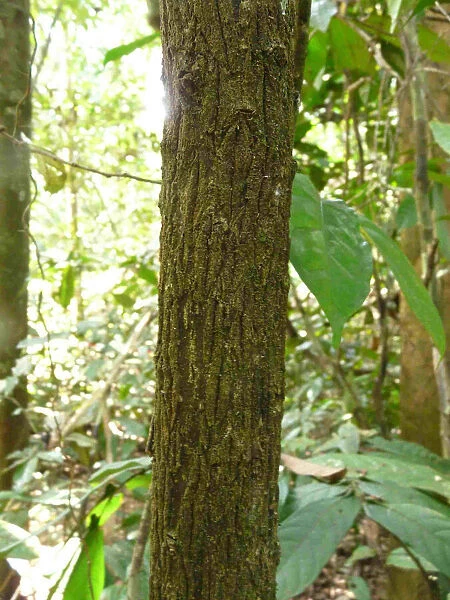 Baillonella toxisperma Sapotaceae, 2009