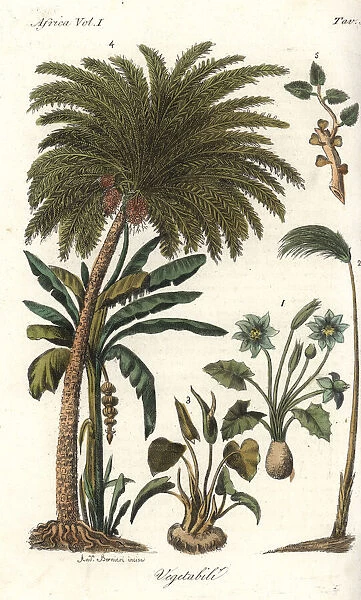 African vegetation including papyrus, date
