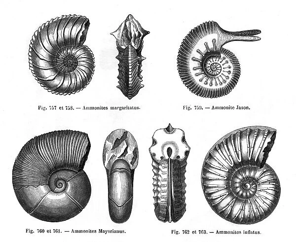 Four ammonites