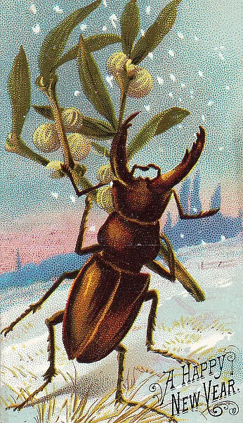 Beetle with mistletoe on a New Year card