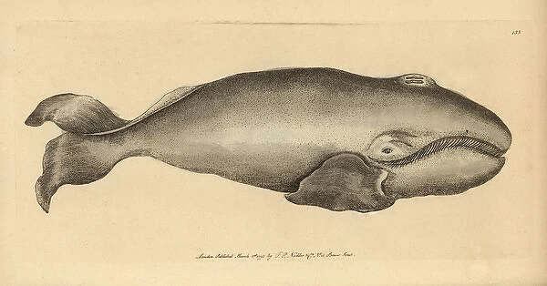 Bowhead whale, Balaena mysticetus Endangered species