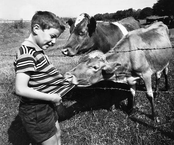 Boy encounters two cows in a field