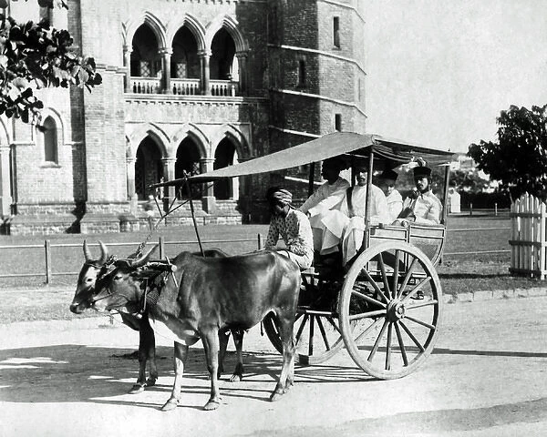 Bullock cart, Bombay (Mumbai), India