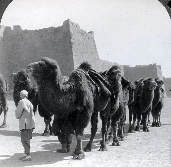 Camel caravan, city wallls, Beijing, Peking, China c. 1900