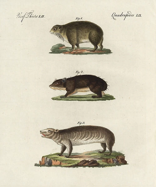 Cape hyrax, coney, and groundhog
