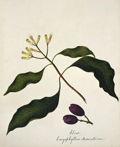 Caryophyllus aromaticus, clove