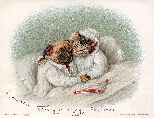 Cat and dog in bed on a Christmas card