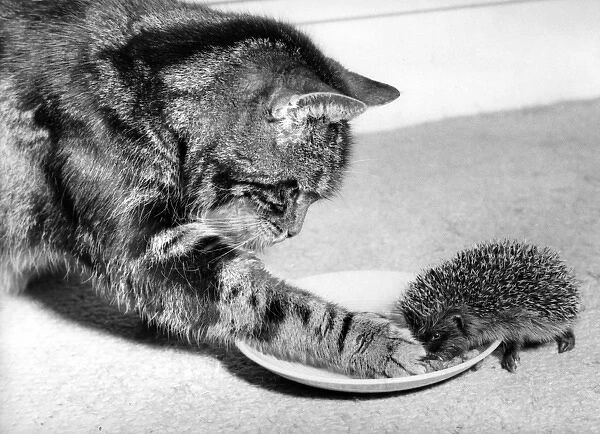 Cat and Hedgehog