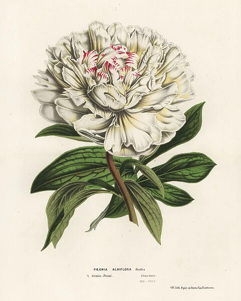 Chinese peony, Paeonia lactiflora
