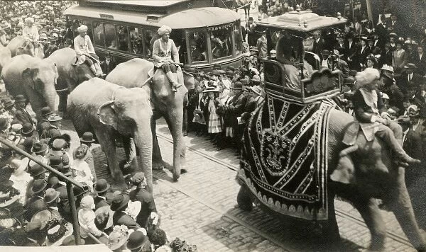Circus elephants on parrade down a street in Washington D. C