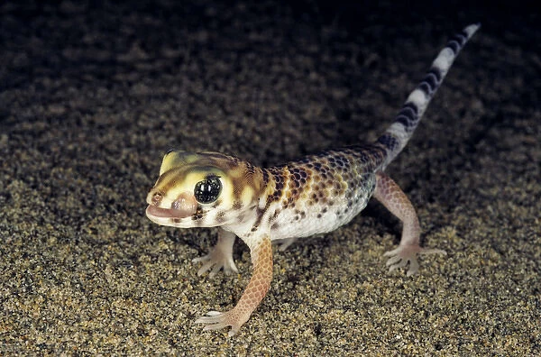Common Wonder Gecko  /  Frog-eyed Gecko - looks