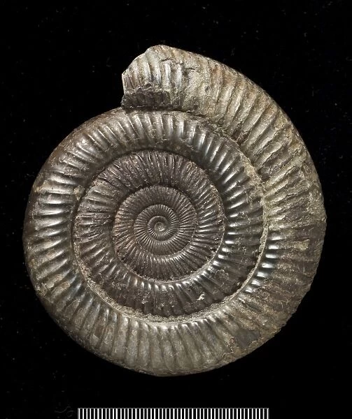 Dactylioceras, fossil ammonite