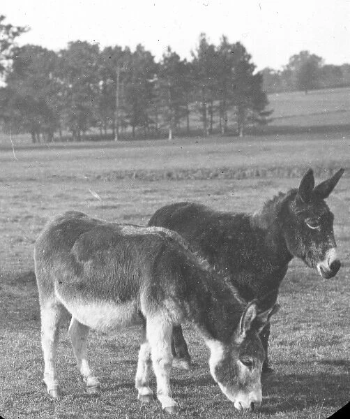 Two donkeys in a field