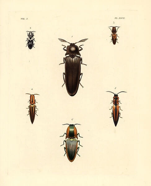 Elater beetles