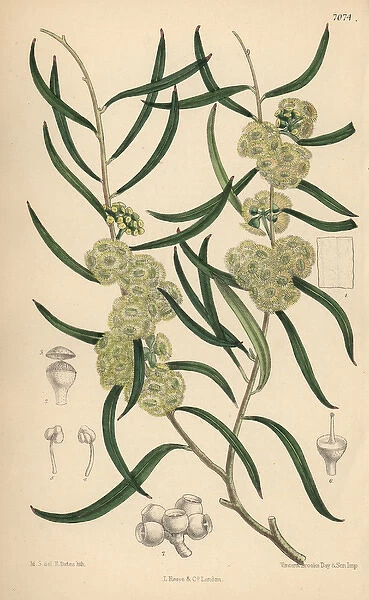 Eucalyptus stricta, native of New South Wales, Australia
