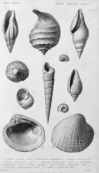 Fossil shells of the Eocene Tertiary Period