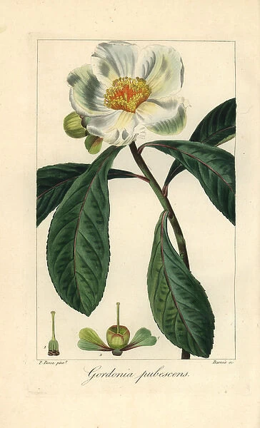 Franklin tree, Franklinia alatamaha, extinct in the wild