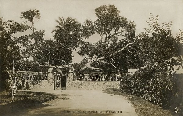 Garden in Al-Matariyyah, Cairo