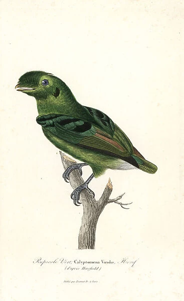 Green broadbill, Calyptomena viridis