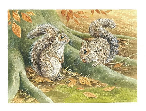 Grey Squirrels