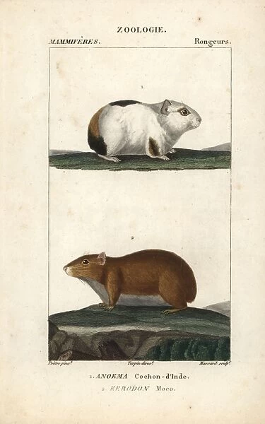 Guinea pig, Cavia porcellus, and rock cavy