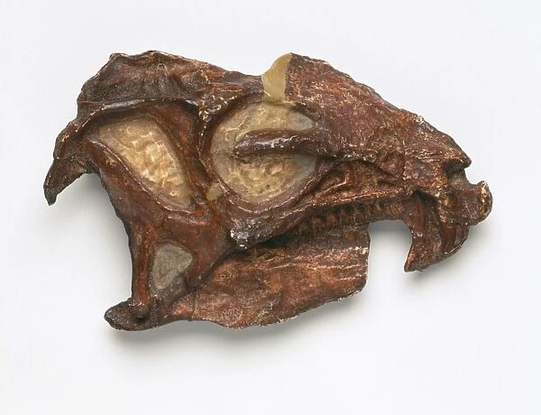 Heterodontosaurus skull