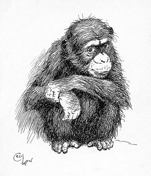 Illustration by Cecil Aldin, The Chimpanzee