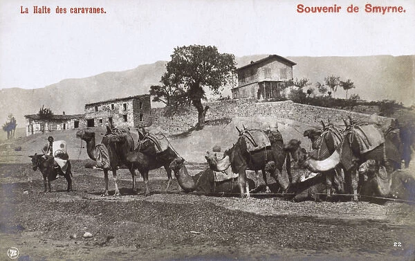 Izmir, Turkey - A Camel Caravan takes a rest