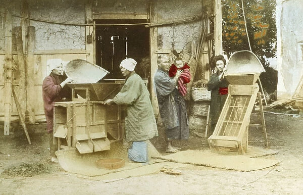 Japanese women sorting grain