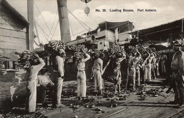 Loading Bananas - Port Antonio, Jamaica