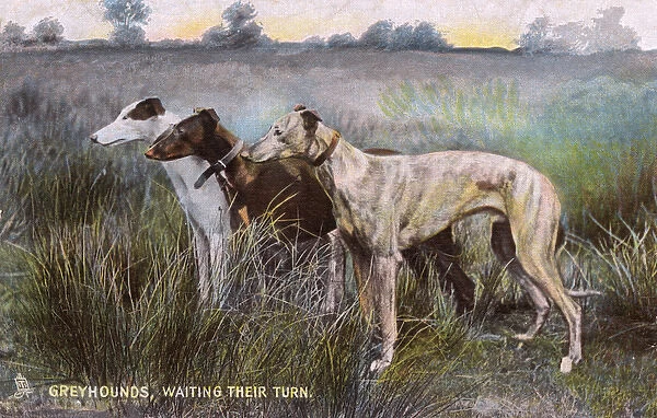 Three lovely Greyhounds
