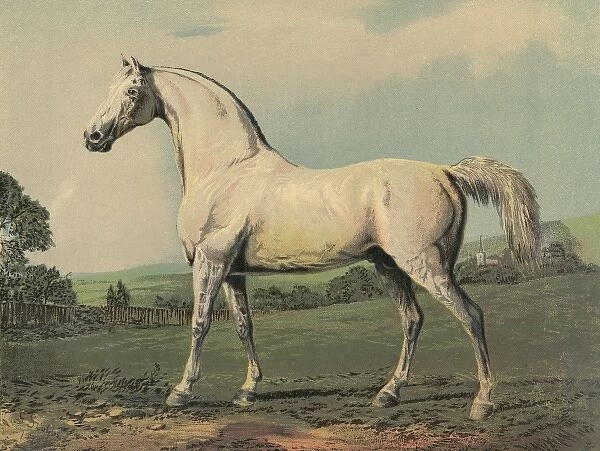 Mambrino (Racehorse)