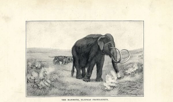Mammoth, Mammuthus primigenius