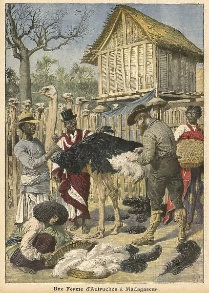 Ostrich Farm Mafagascar