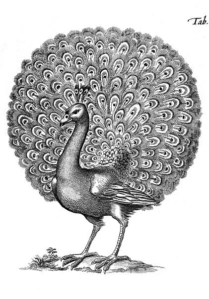 Peacock Displaying 1650