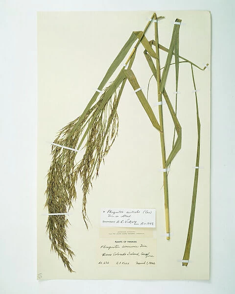 Phragmites australis (Cav. ), common reed