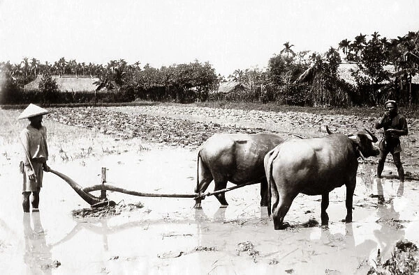 Plought with water buffalo, Indo-China Vietnam, circa 1890