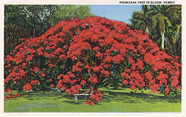 Poinciana tree in bloom, Hawaii, USA