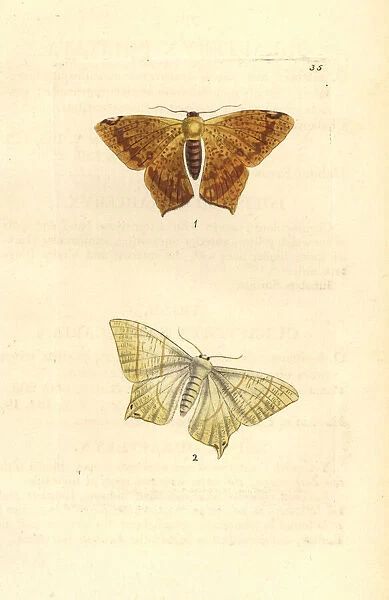 Polished ourapteryx and swallow-tailed moth