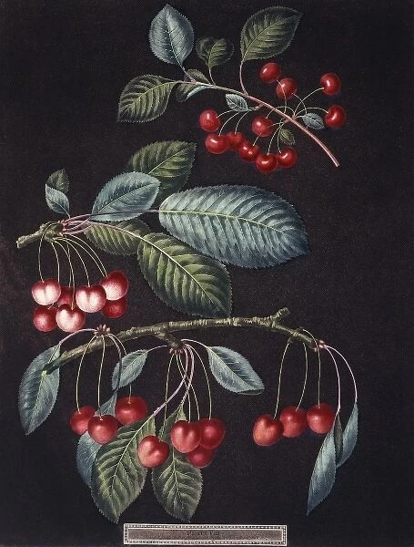 Prunus sp. cherry