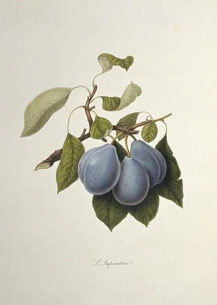 Prunus sp. plum (The Imperatrice Plum)