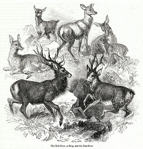 Red Deer (or Stag) and Roe Deer