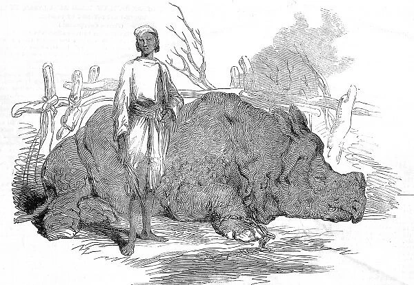 Rhinoceros found in Rundheer Singhs Camp, Bengal, 1852