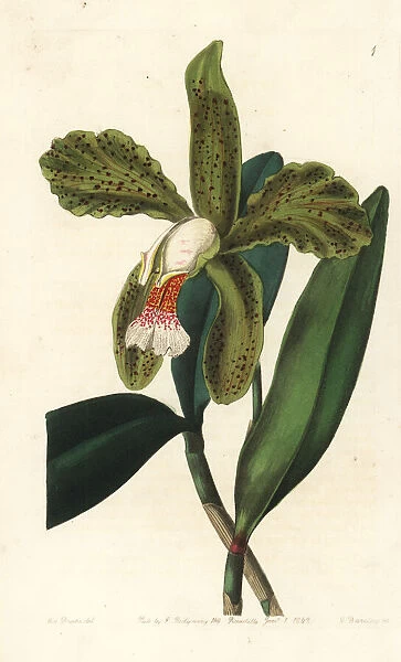 Rough-lipped cattleya, Cattleya granulosa