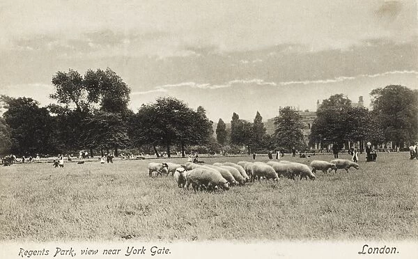 Sheep graze in Regents Park