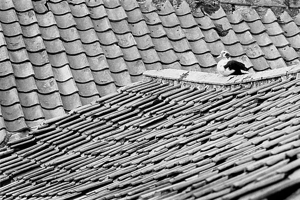 Sitting duck on Yorkshire roof