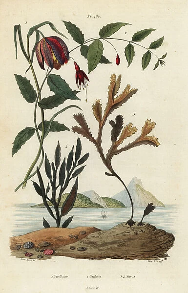 Snakes head fritillary, hummingbird fuchsia and seaweeds