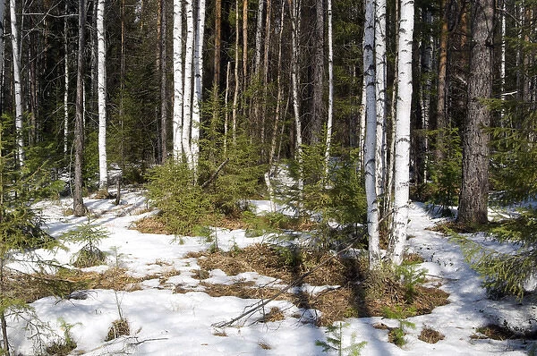 Snow melts in mixed taiga forest