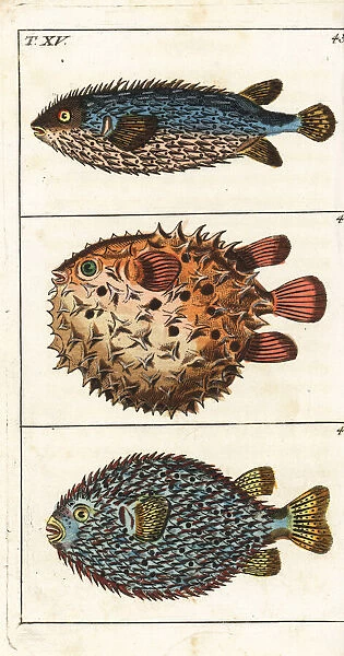 Spotted burrfish, porcupinefish and birdbeak burrfish