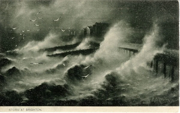 Storm and Herring Gulls, Brighton, Sussex